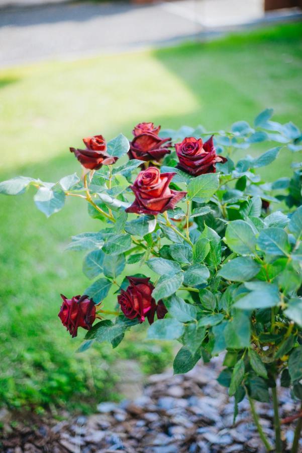 U Anity Hotel Uzhhorod Luaran gambar